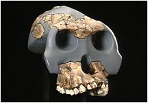 Homonid Skull
